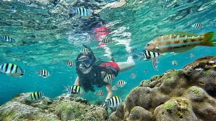 910 Gambar Hewan Laut Apa Yang Biasanya Menjadi Motif Baju Pantai Gratis