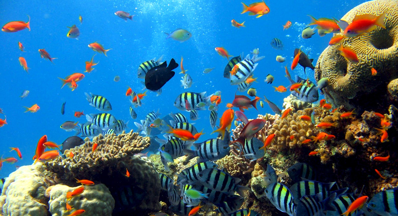Bawah Taman Laut Bunaken | Foto: Limakaki