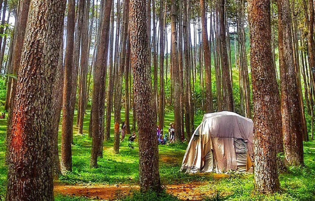 LimaKaki: Keindahan Alam dan Kesejukan Omah Kayu Hutan 